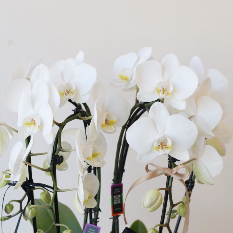 Elegant white potted orchid plant with four cascading stems by W Floral Studio Toronto