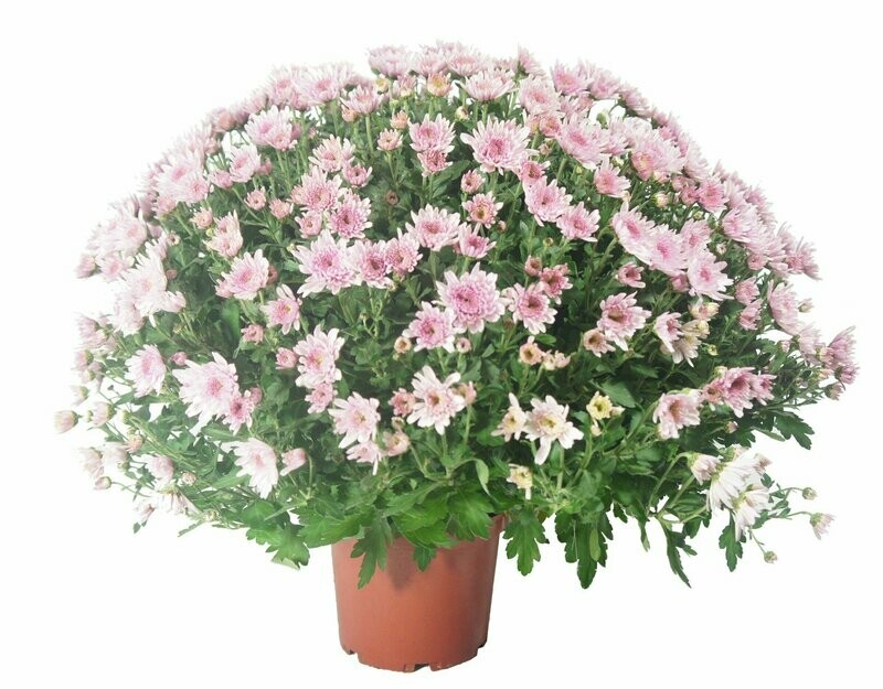 Chrysanthème Rose