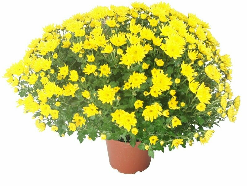 Chrysanthème Jaune