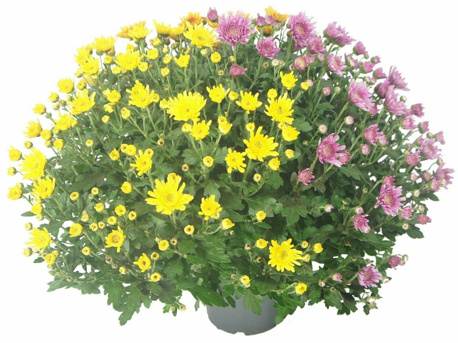 Chrysanthème Multicolore Chrysanthème Multicolore