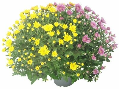 Chrysanthème Multicolore