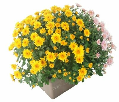 Jardinière Chrysanthème Bicolore
