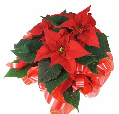Le Poinsettia Le Poinsettia