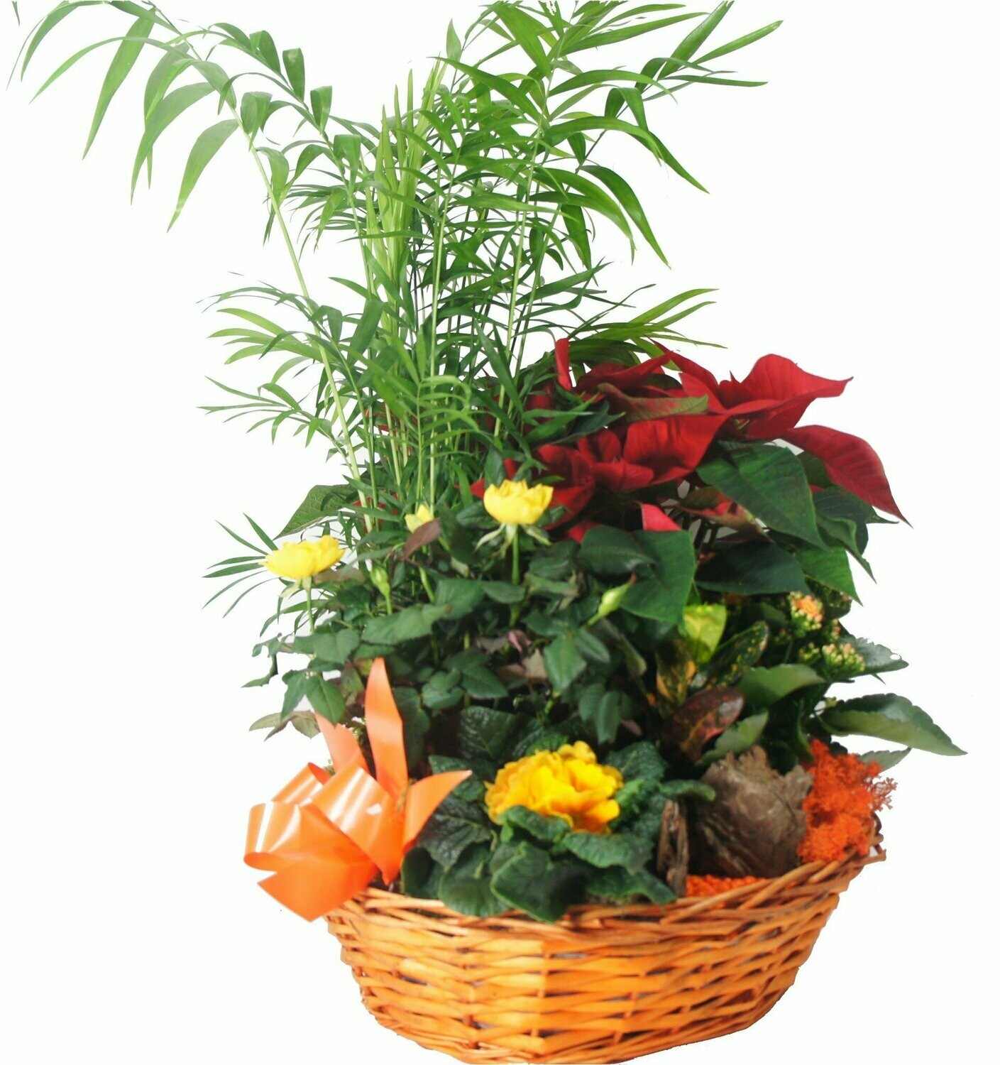 Jardin de plantes - Le Nain jaune Jardin de plantes - Le Nain jaune