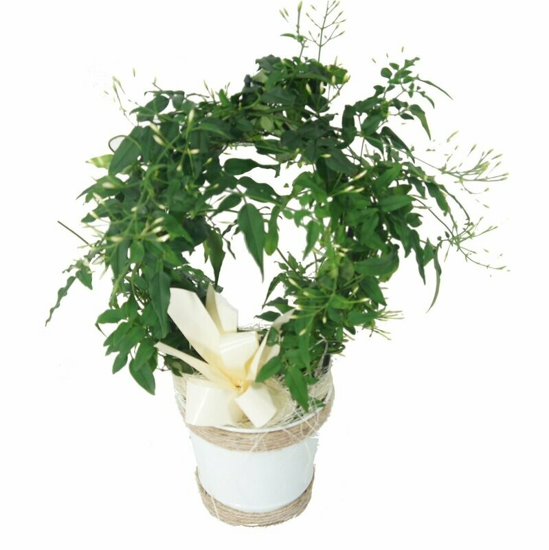 Le Jasmin