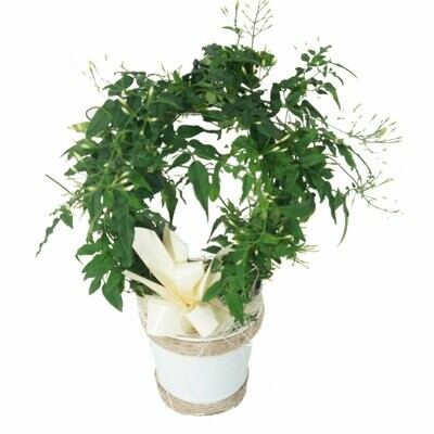 Le Jasmin