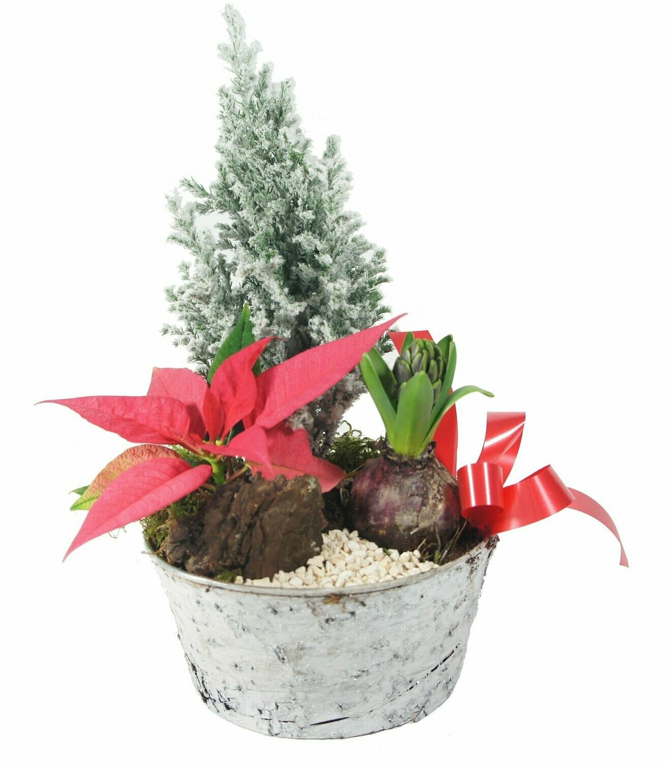 Jardin de plantes - Le Sapin blanc Jardin de plantes - Le Sapin blanc