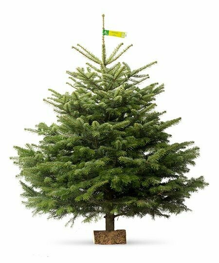 Sapin Nordmann