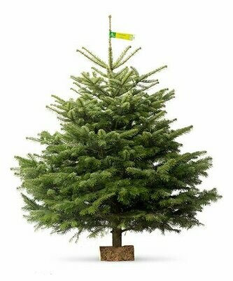 Sapin Nordmann Sapin Nordmann