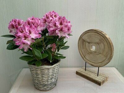 Le Rhododendron