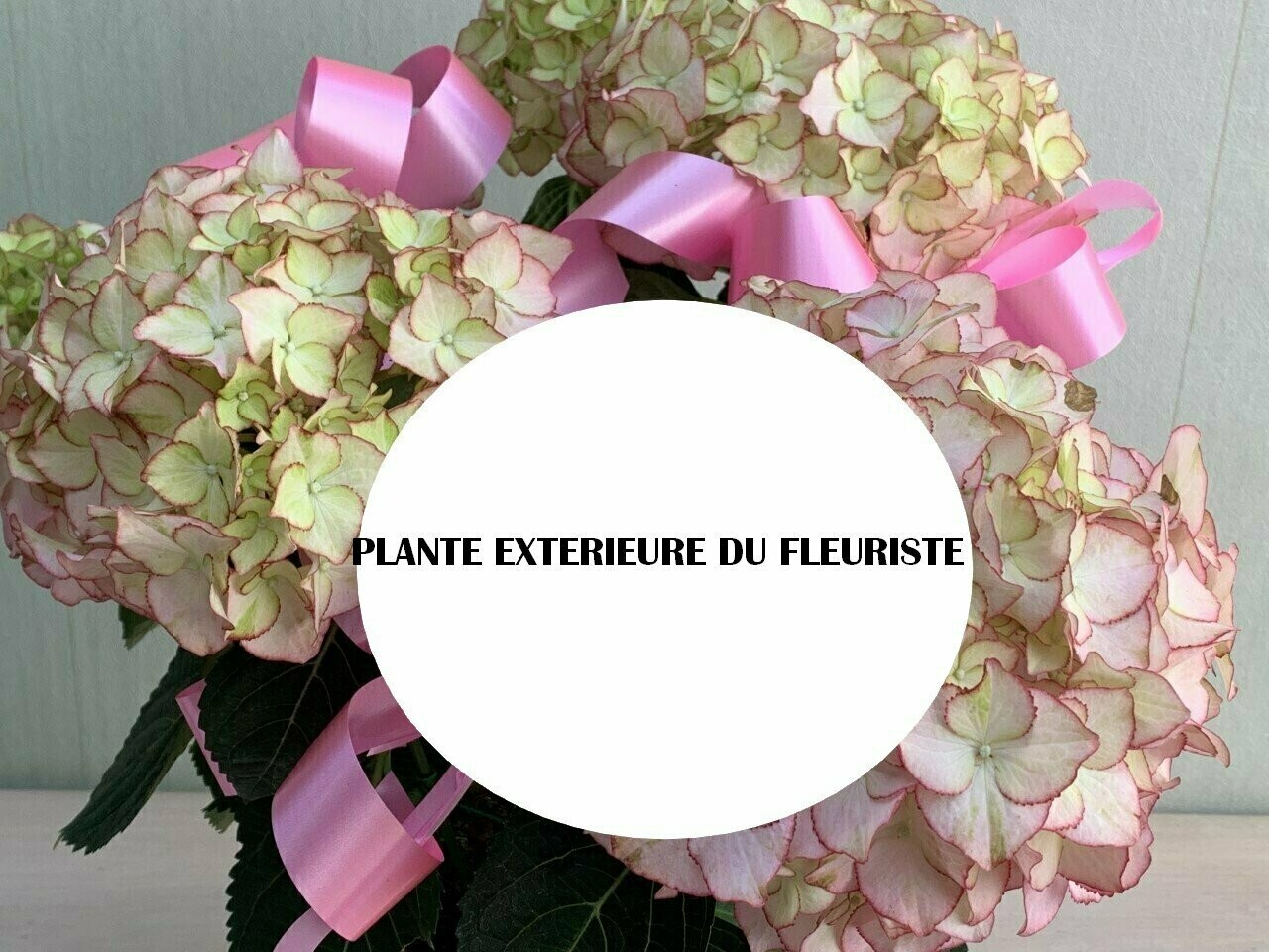 LA PLANTE EXTERIEURE DU FLEURISTE