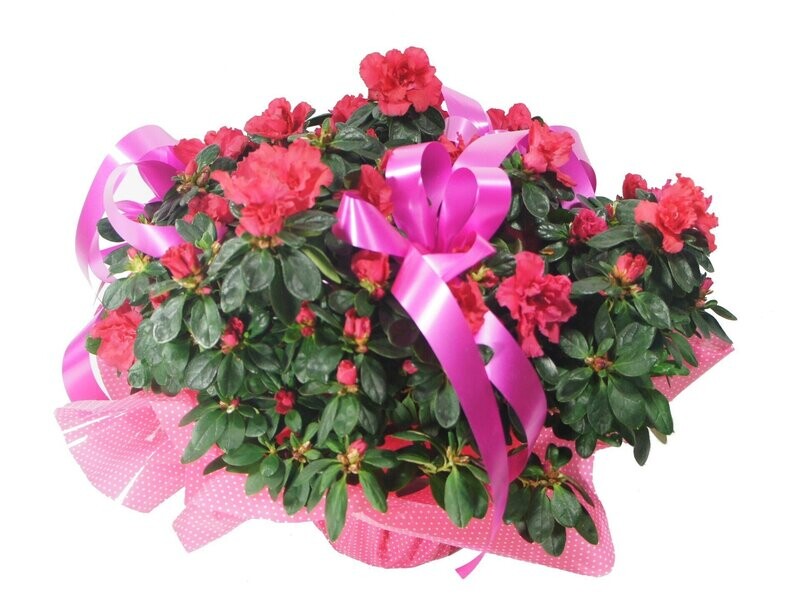 L'Azalée collection fêtes