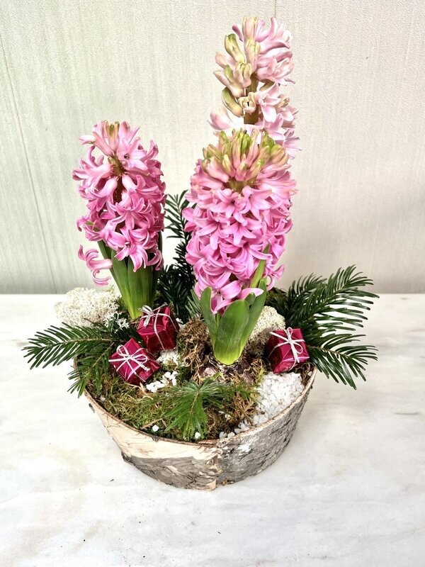 Le trio de Jacinthes