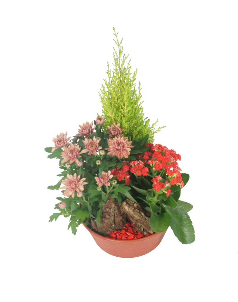 Coupe de Plante:  Souvenir