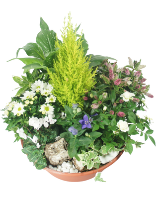 Coupe de plante - Sympathie