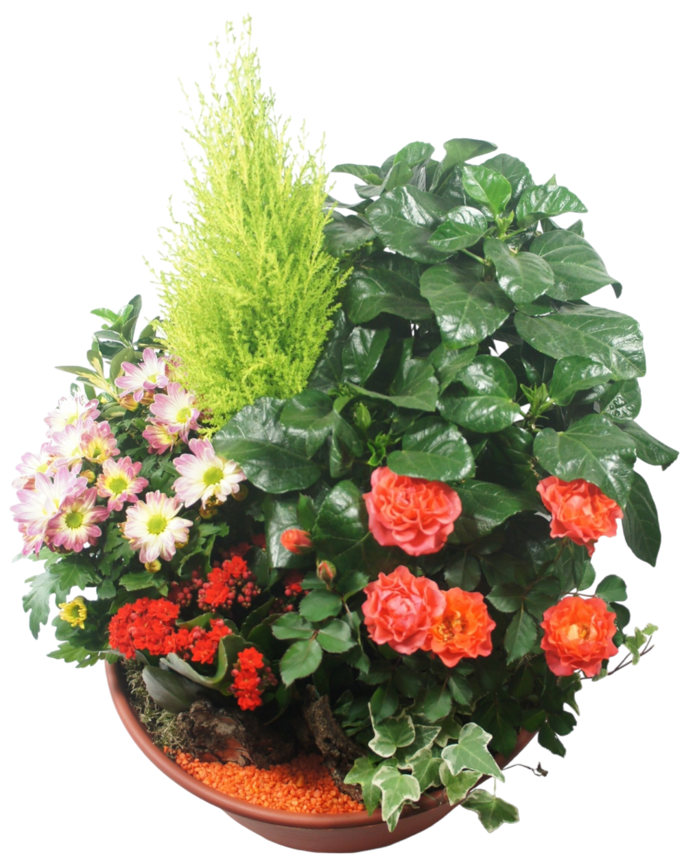 Coupe de plante - Énergie