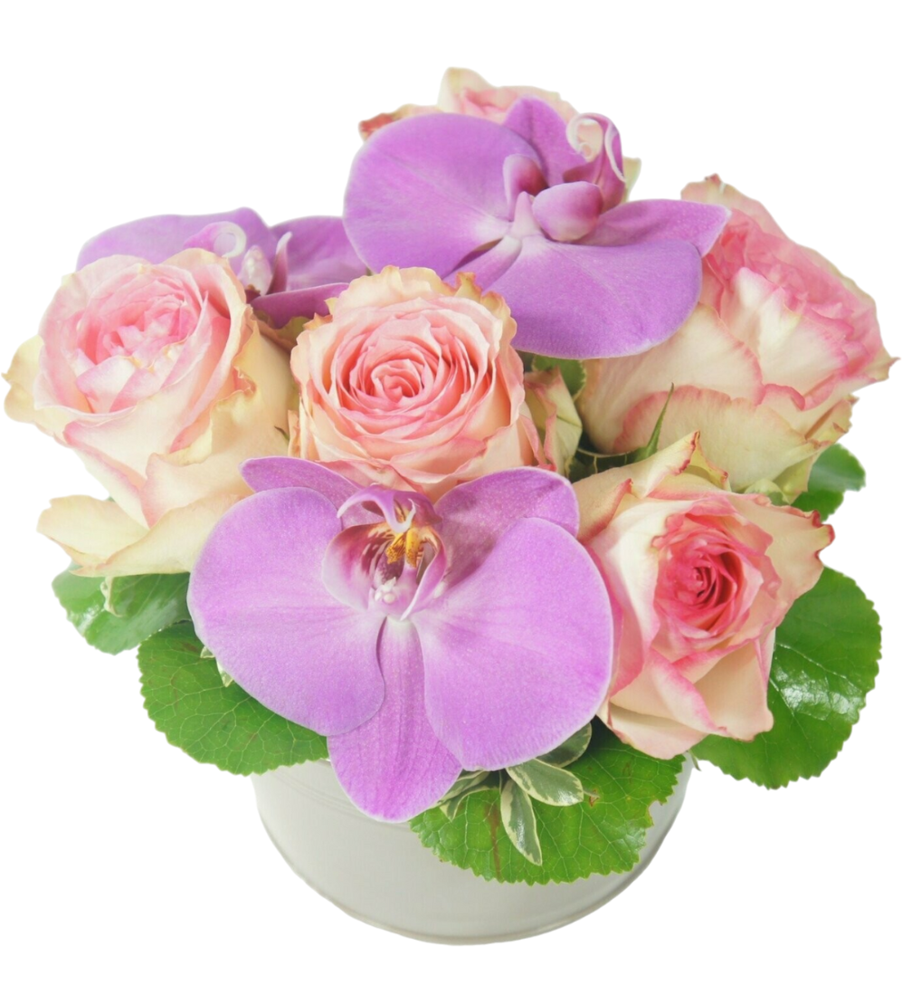 Le Roseta