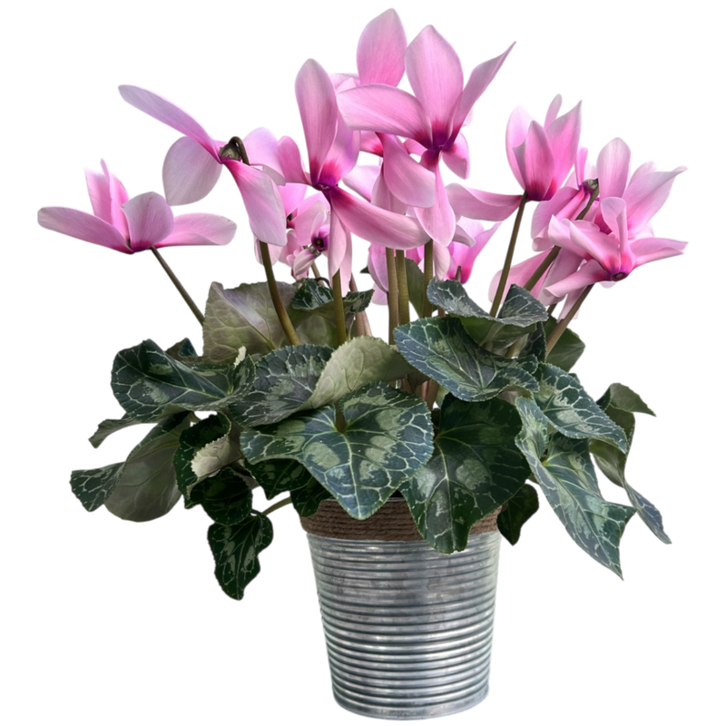 Le Cyclamen