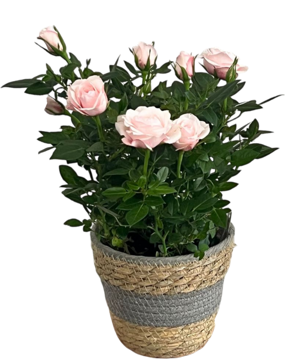Le Rosier