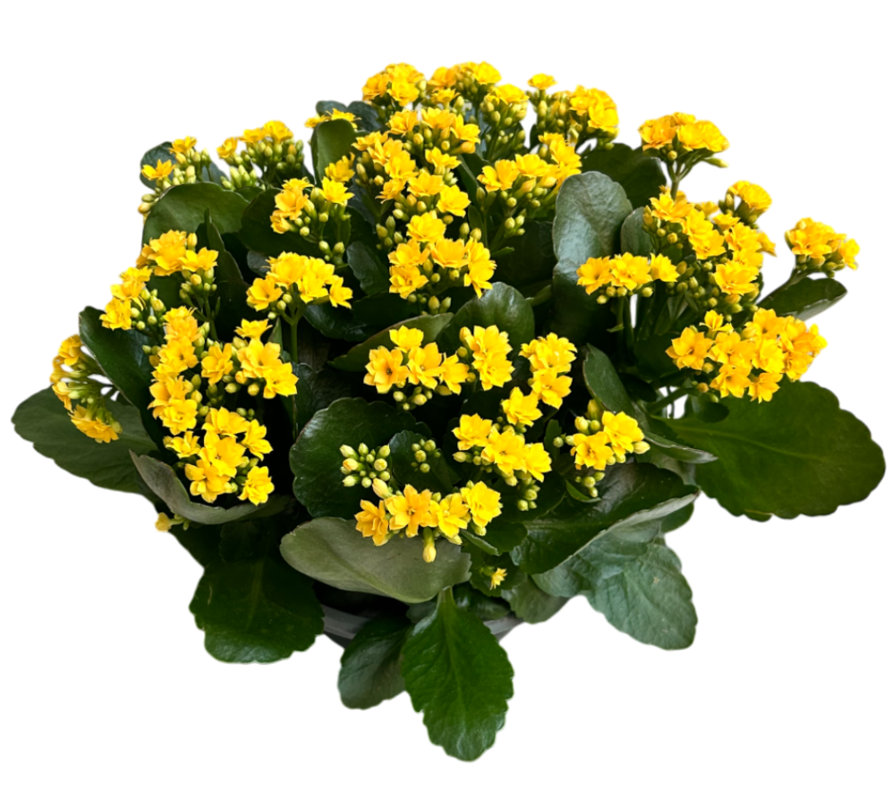 Le Kalanchoë