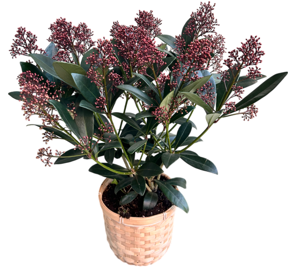 Le Skimmia
