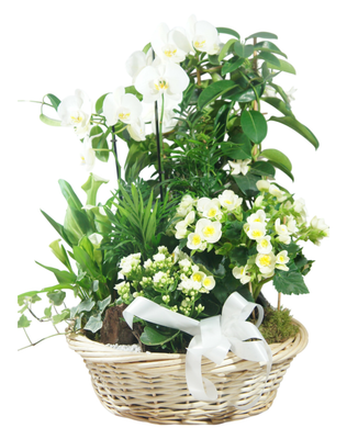 L' Enchanteur
