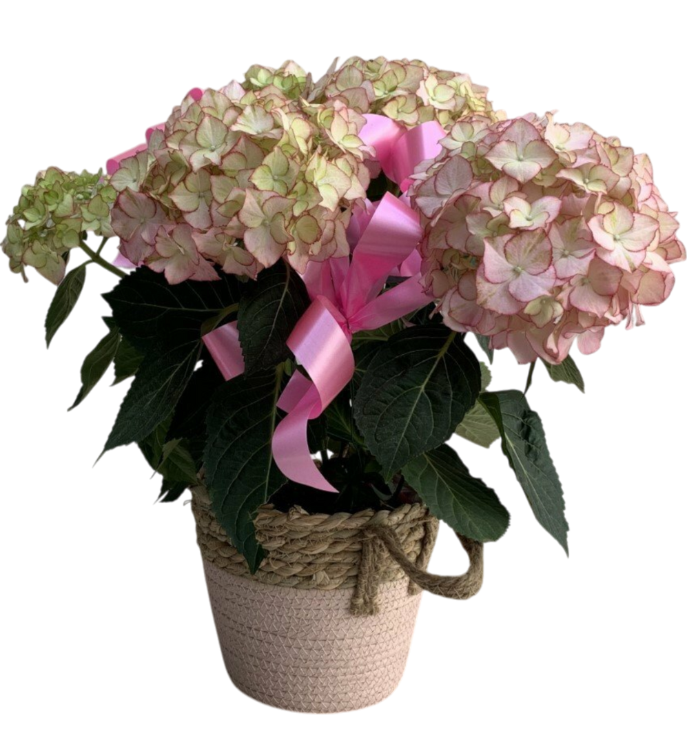 L' Hortensia L' Hortensia