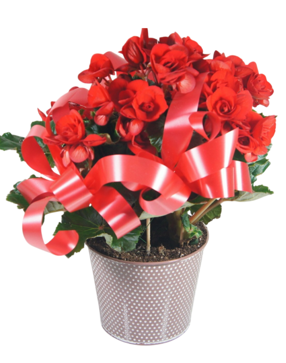 Le Begonia Le Begonia