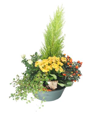 Coupe de plante - Affection Coupe de plante - Affection