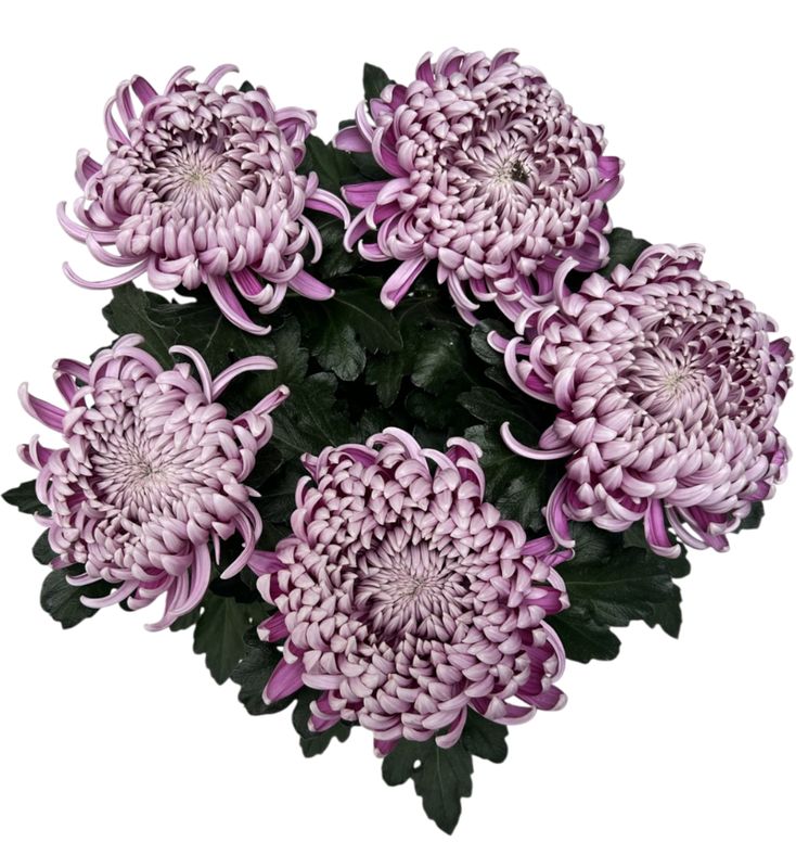 Chrysanthème à têtes