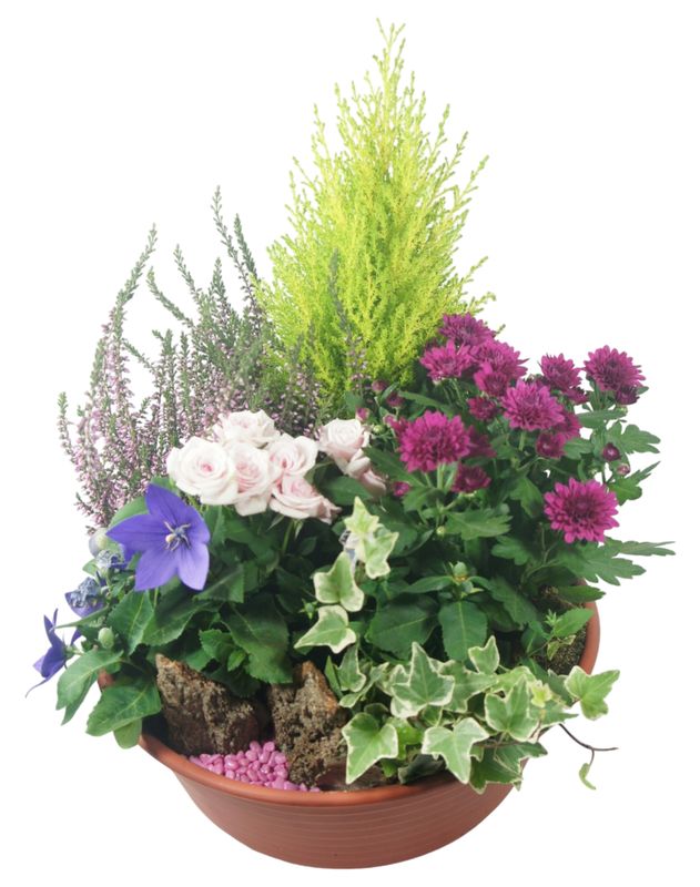Coupe de plante - Pensée