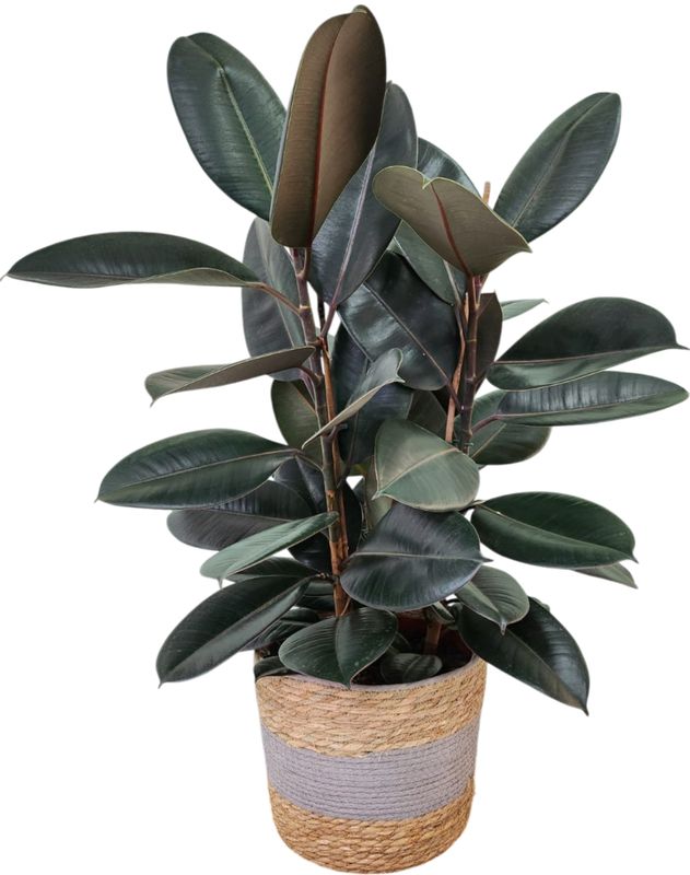 Le Ficus Elastica