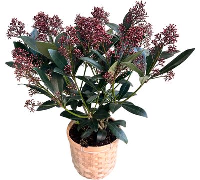 Le Skimmia Le Skimmia