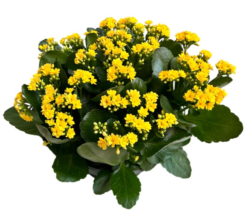 Le Kalanchoë