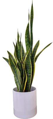 Le Sansevieria
