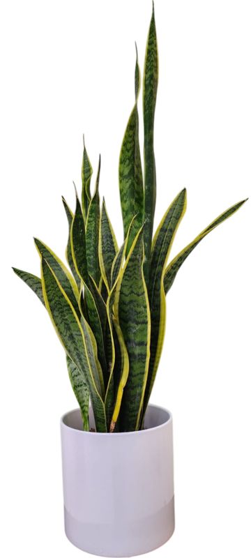 Le Sansevieria