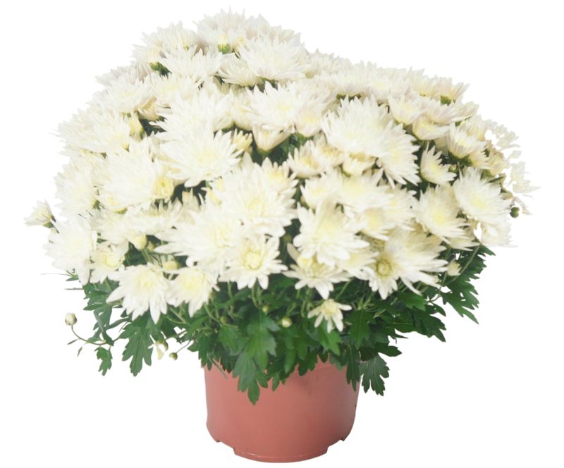 Chrysanthème Blanc