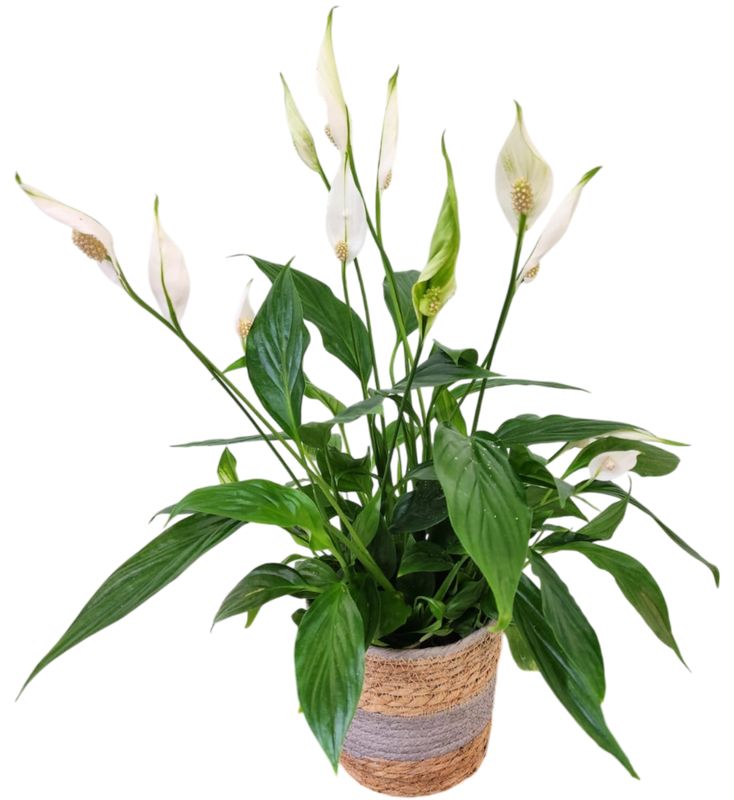 Le Spathiphyllum