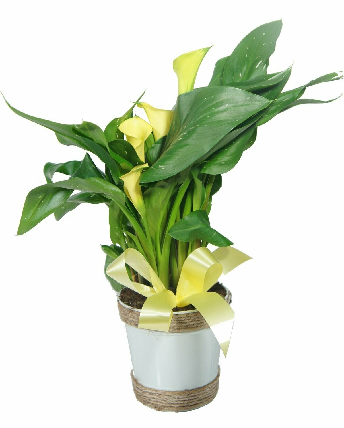 Le Calla Le Calla