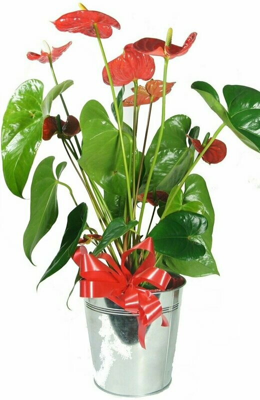 L 'Anthurium