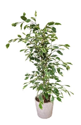 Le Ficus Le Ficus