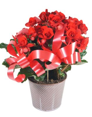 Le Begonia Le Begonia