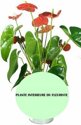 LA PLANTE INTERIEURE DU FLEURISTE LA PLANTE INTERIEURE DU FLEURISTE