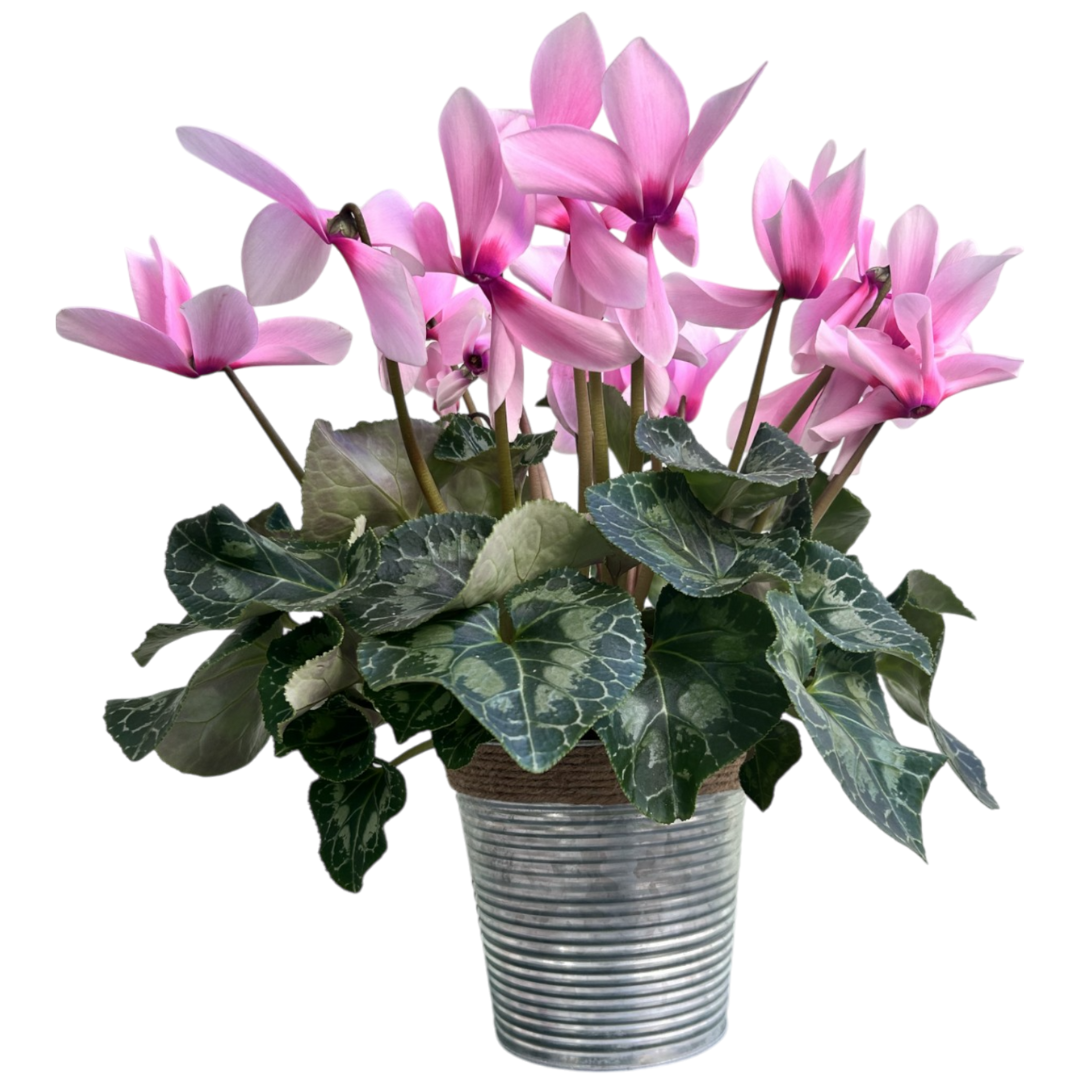Le Cyclamen Le Cyclamen
