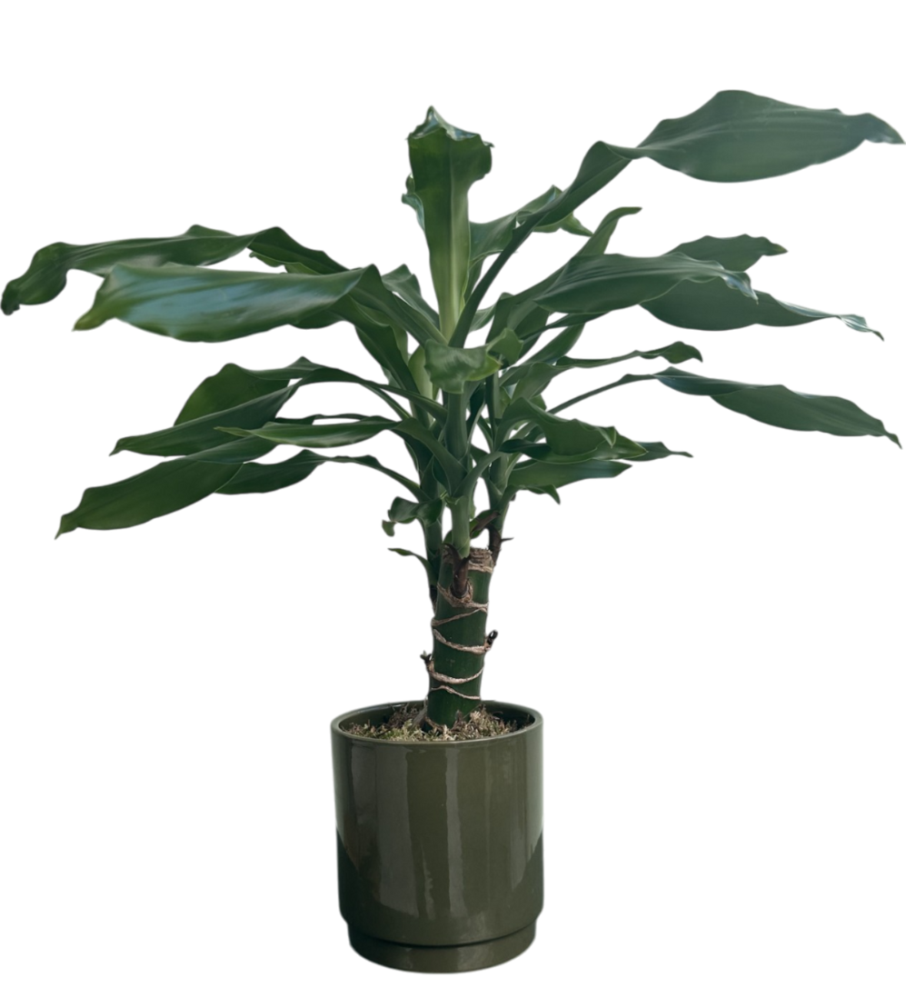 Le Dracena Massangeana