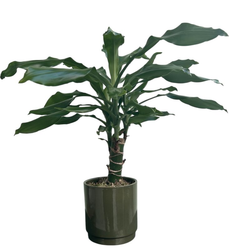Le Dracena Massangeana