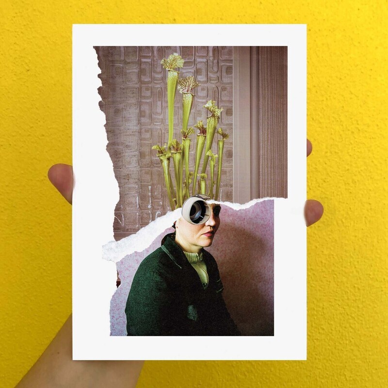 Sarracenia | print | A5