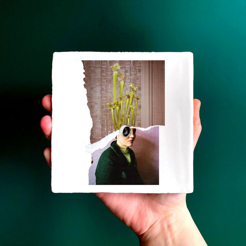 Sarracenia | tegel