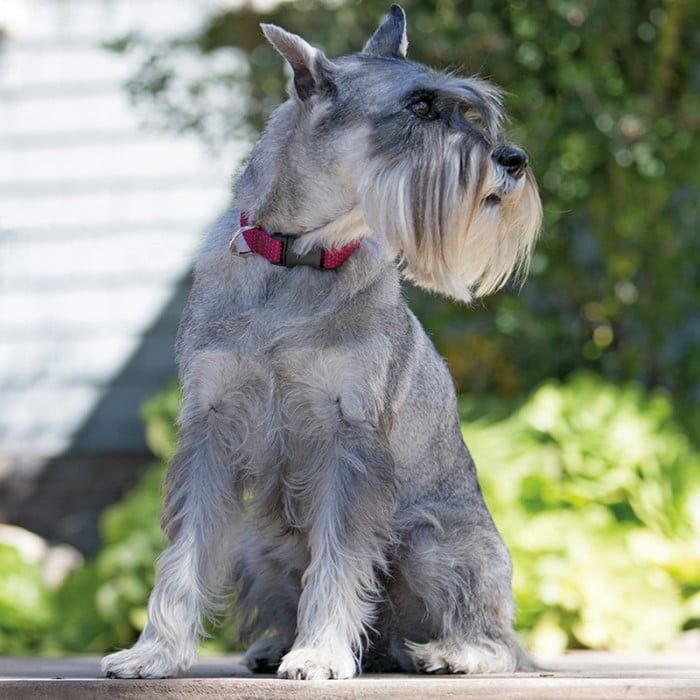 Eco Dog collars