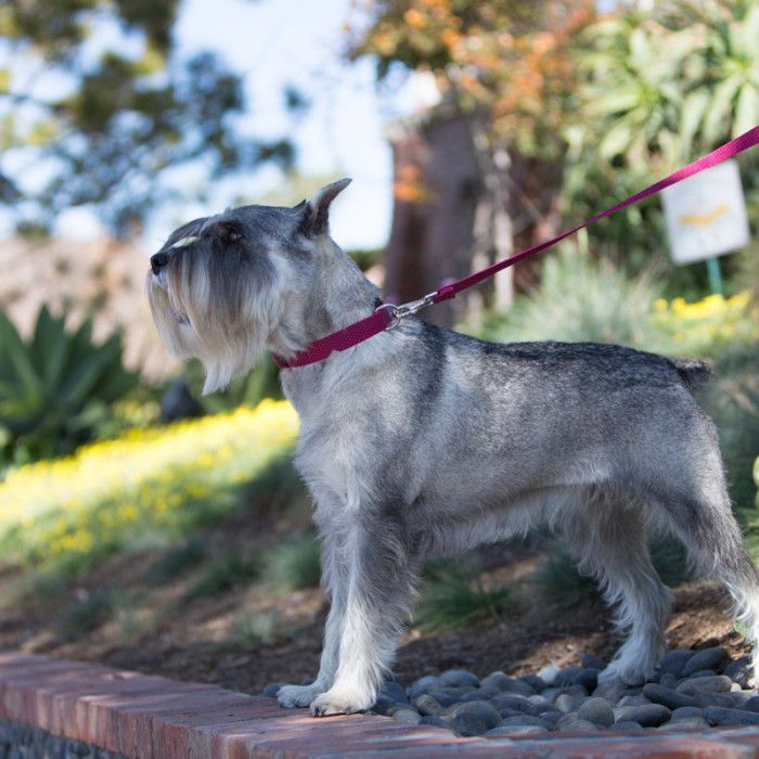 Eco Dog leads/leash